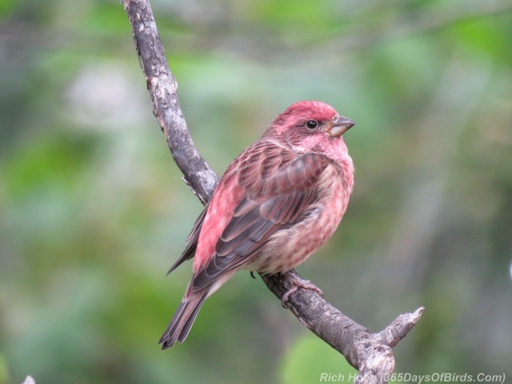 Y2-M09-Purple-Finch