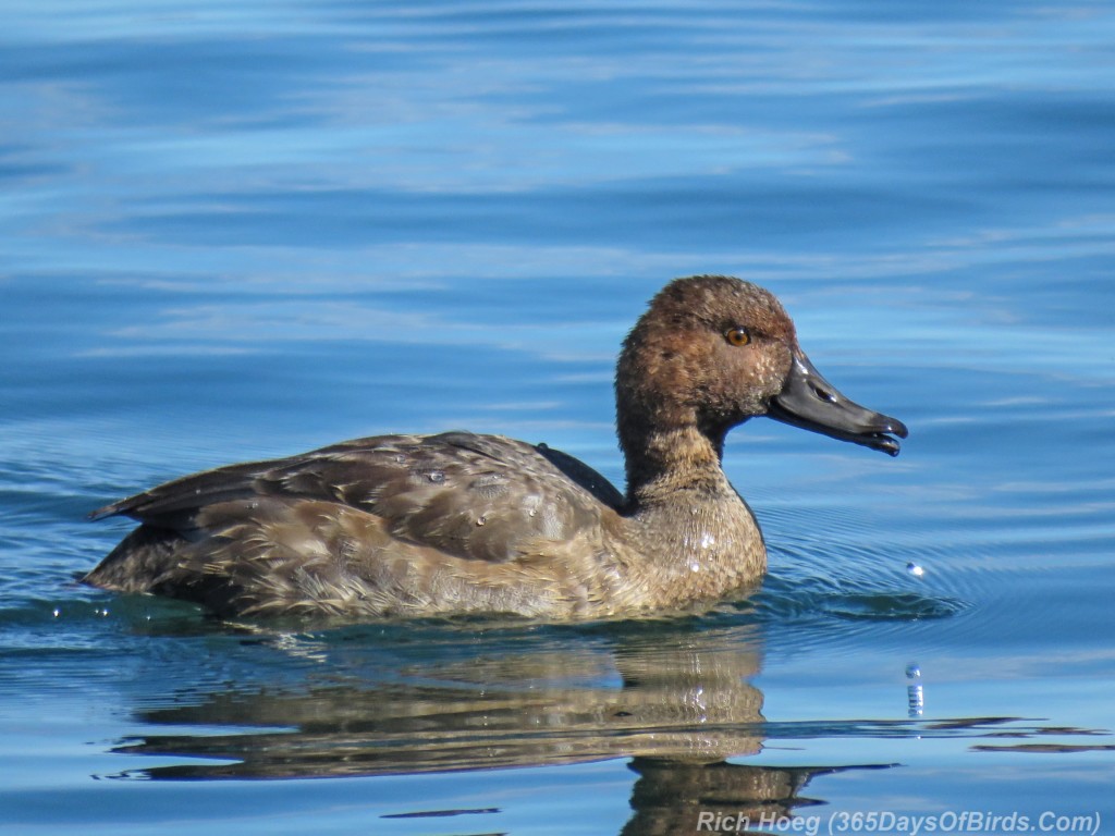 Y2-M09-Redhead-2-Swimming