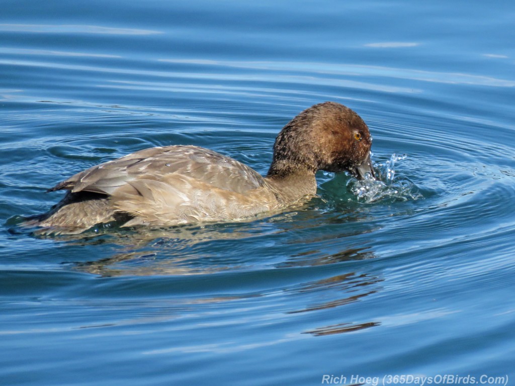 Y2-M09-Redhead-3-Diving