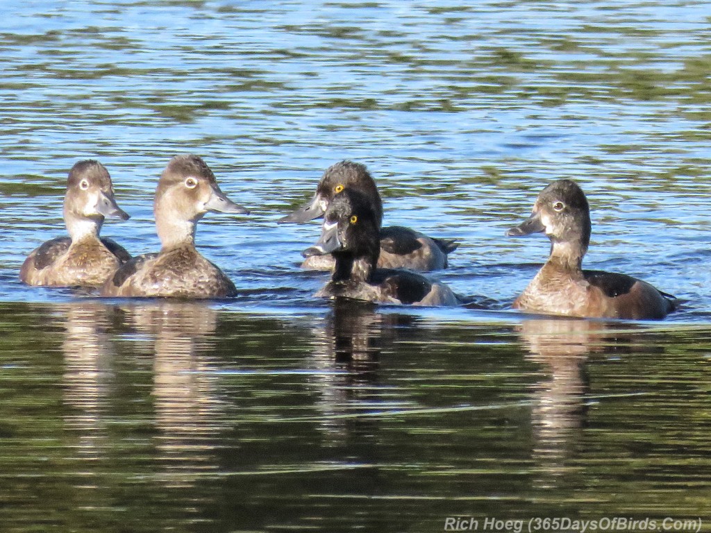 Y2-M09-Ring-Necked-Ducks-2