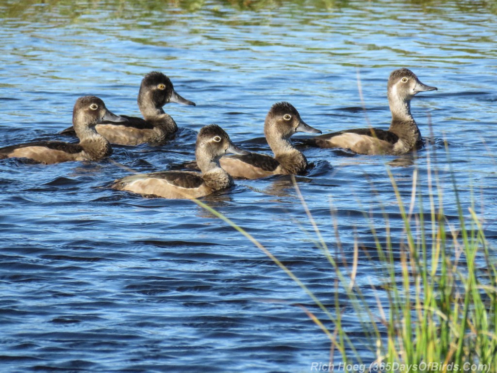 Y2-M09-Ring-Necked-Ducks-5