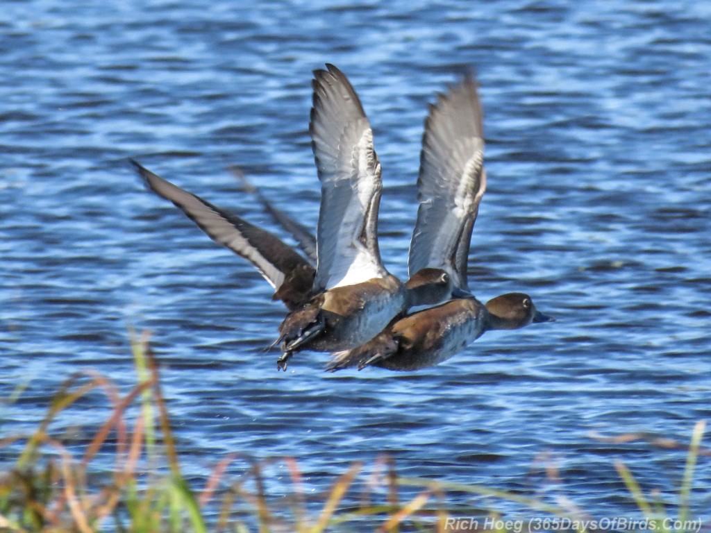 Y2-M09-Ring-Necked-Ducks-6