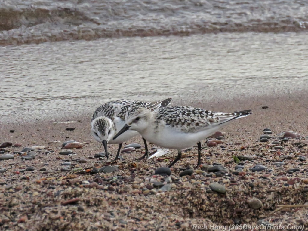 Y2-M09-Sanderling-10-pair