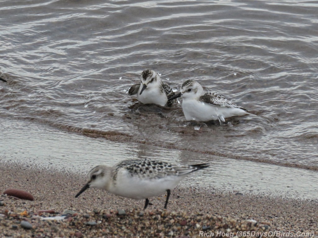 Y2-M09-Sanderlings-2-bath