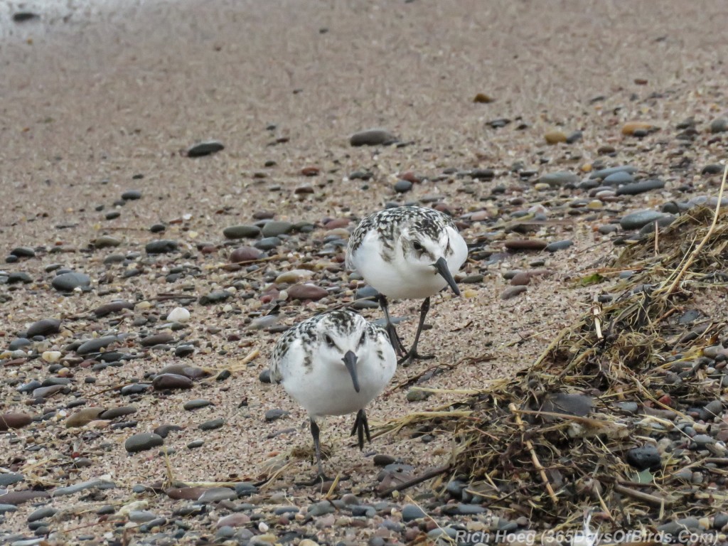 Y2-M09-Sanderlings-3-duo