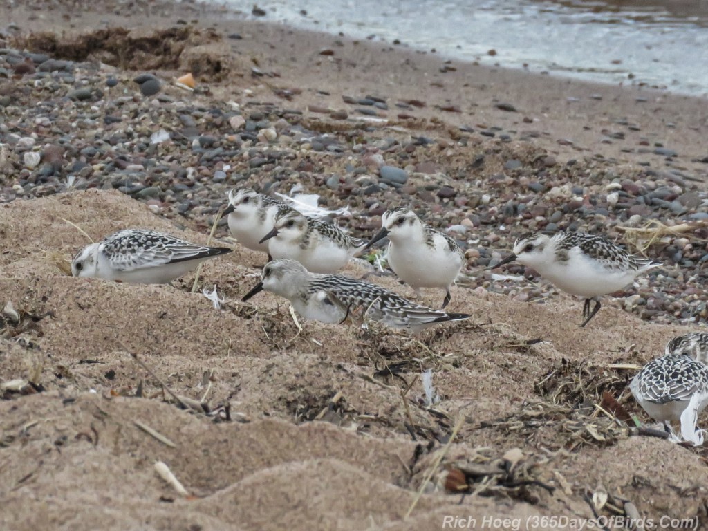 Y2-M09-Sanderlings-4-flock