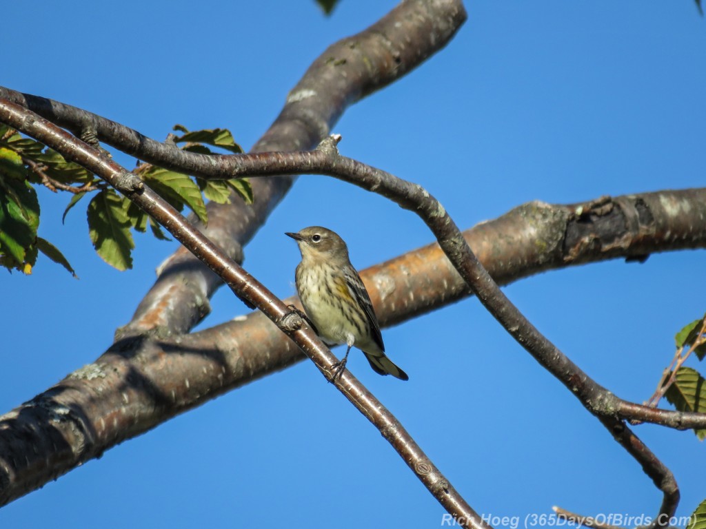 Y2-M09-Yellow-Rumped-Warbler