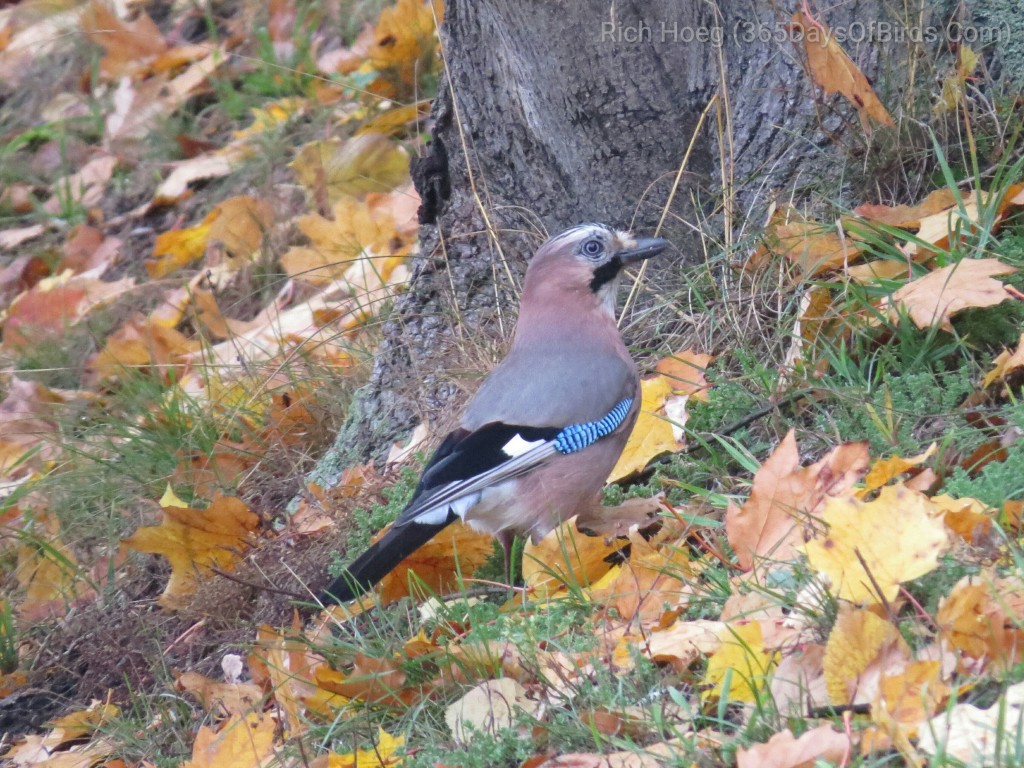 Eurasian Jay 1-01_wm