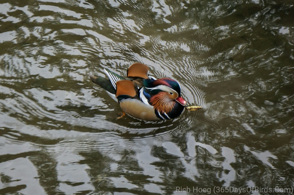 Mandarin-Duck