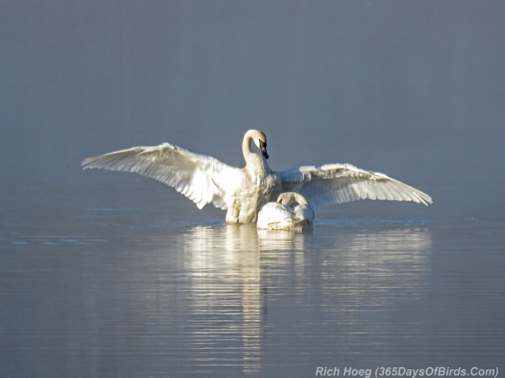 Y2-M09-Trumpeter-Swans-Morning-Mist-1