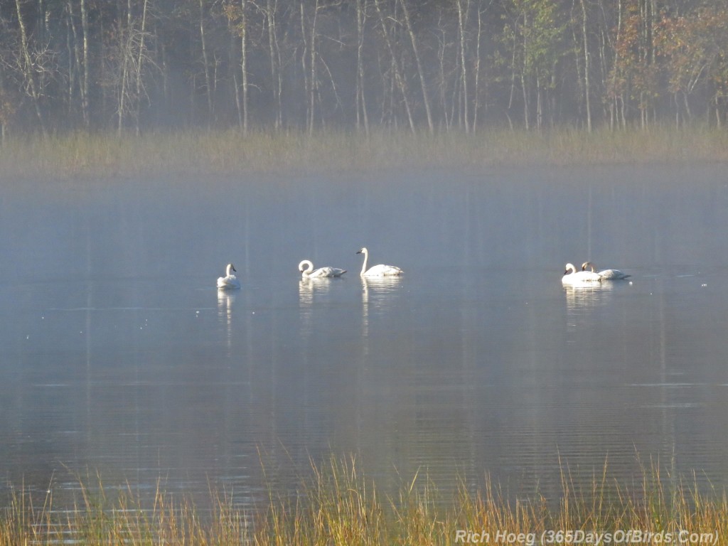 Y2-M09-Trumpeter-Swans-Morning-Mist-3