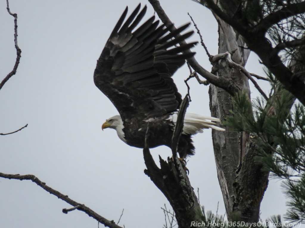 Y2-M10-Bald-Eagle