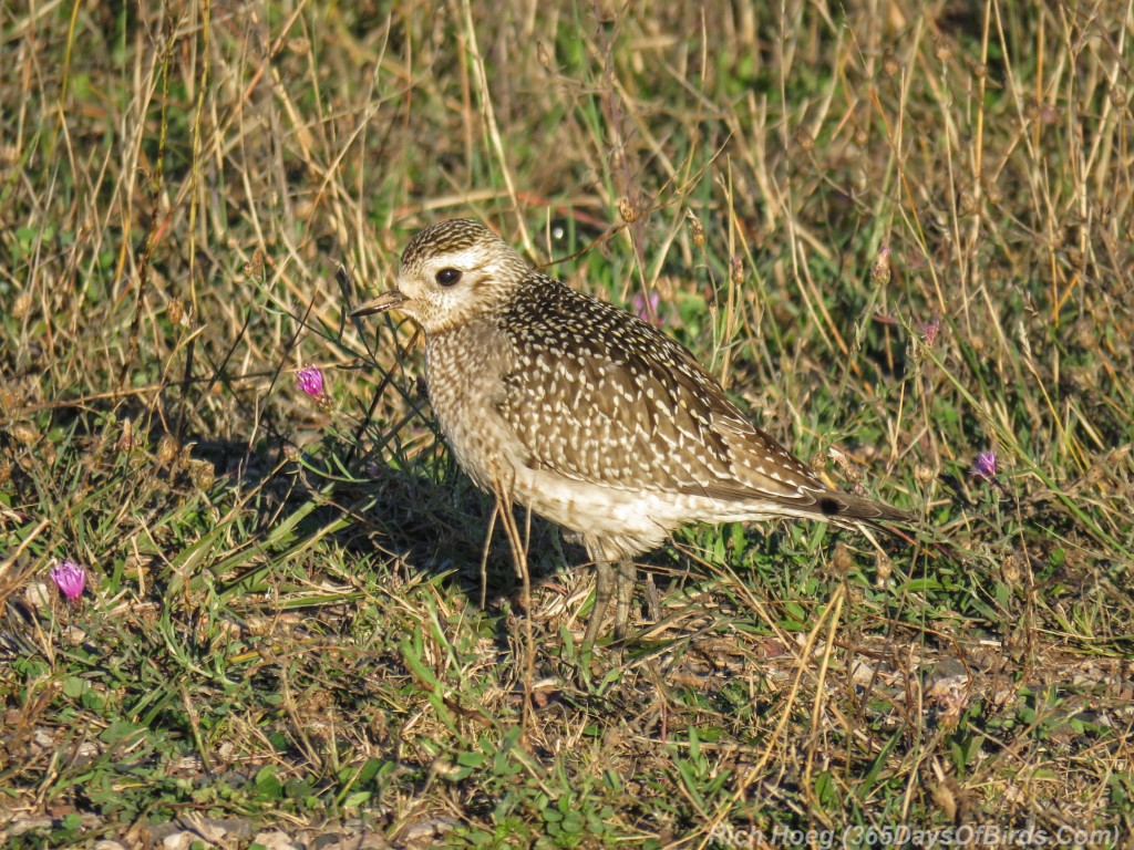 Y2-M10-Black-Bellied-Plover-Juvenile