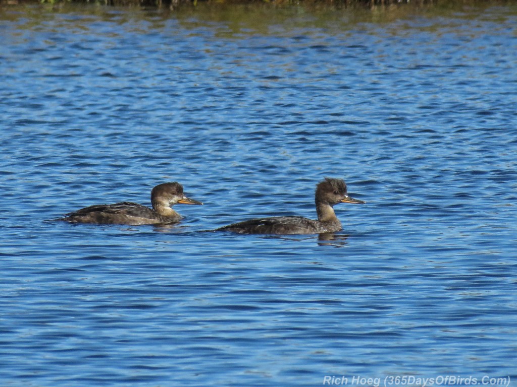 Y2-M10-Hooded-Merganser-Kids-1