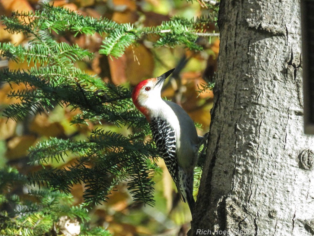 Y2-M10-Red-Bellied-Woodpecker-1