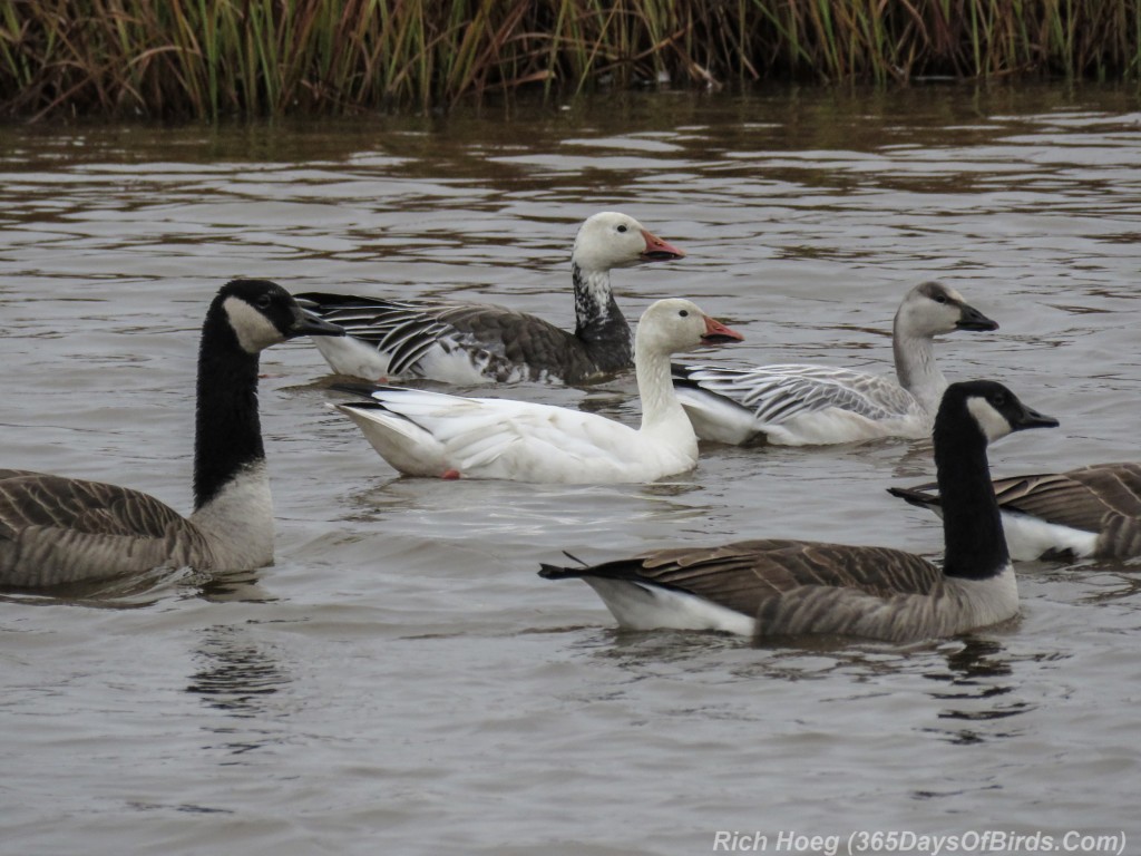 Y2-M10-Snow-Geese-1