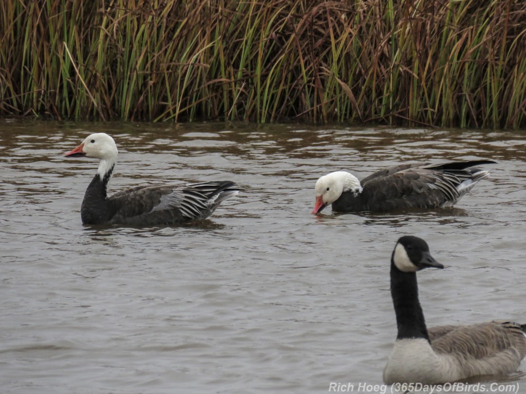 Y2-M10-Snow-Geese-2