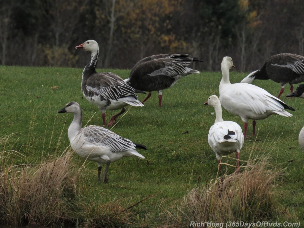 Y2-M10-Snow-Geese-3