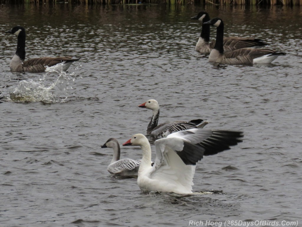 Y2-M10-Snow-Geese-4