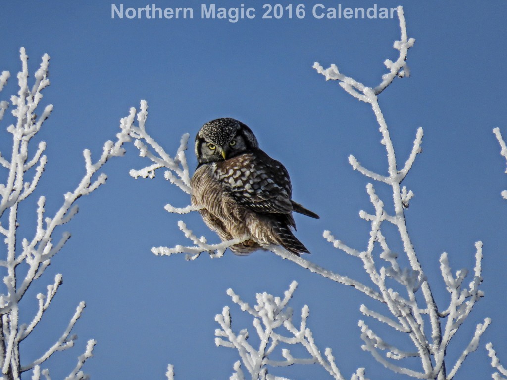 01-Calendar-Northern-Hawk-Owl-Iced-Trees