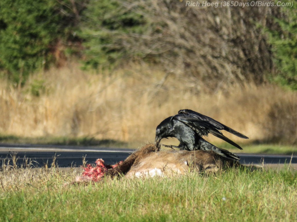 05-Bird-Roadside-Cafe-Raven-Eating