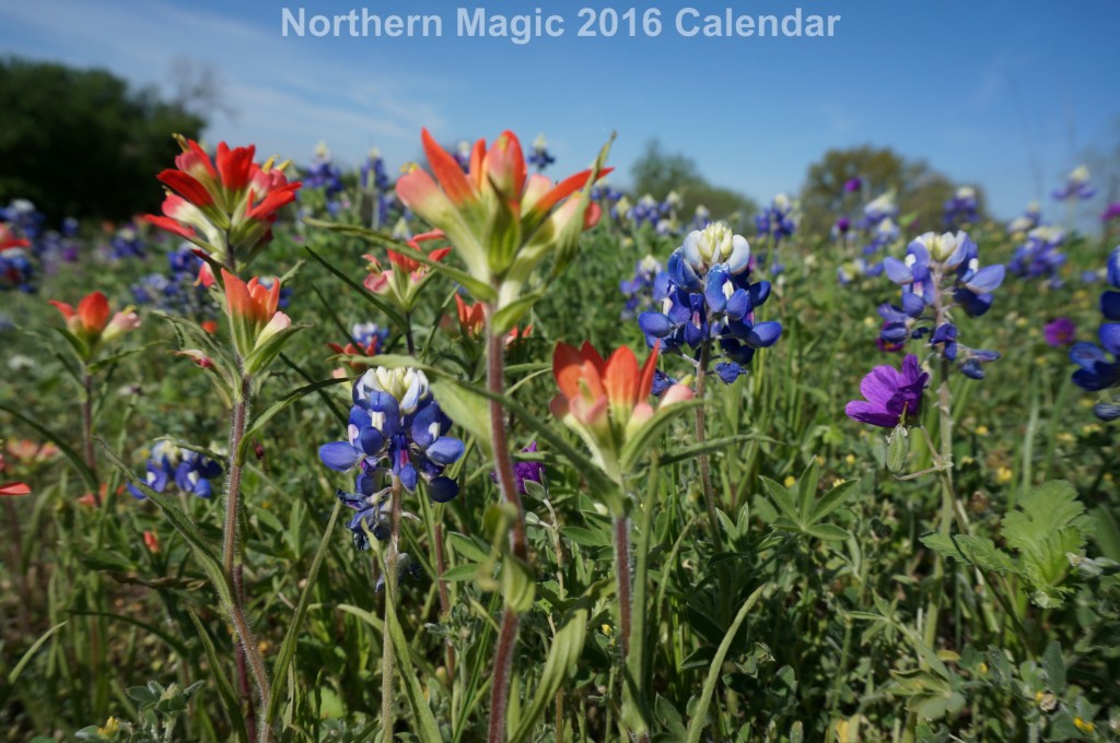 05-Calendar-Wildflowers