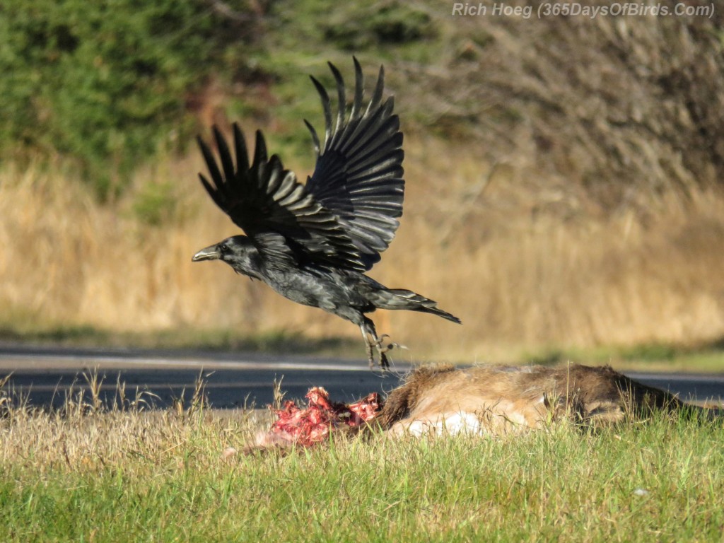 06-Bird-Roadside-Cafe-Raven-TakeOff