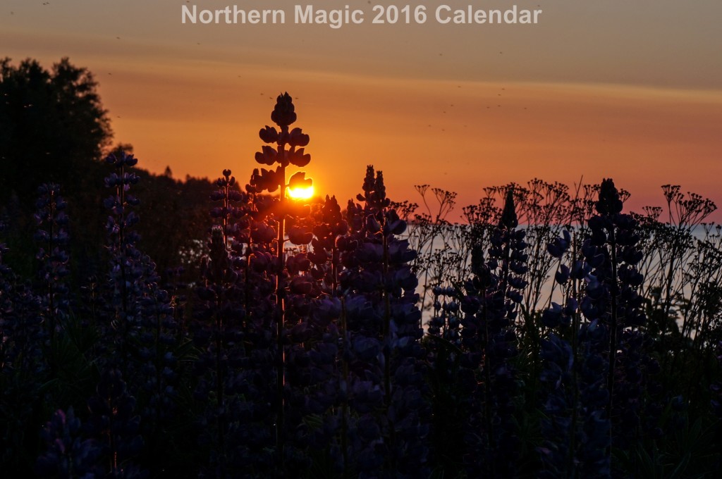 06-CalendarSunrise-Lupines