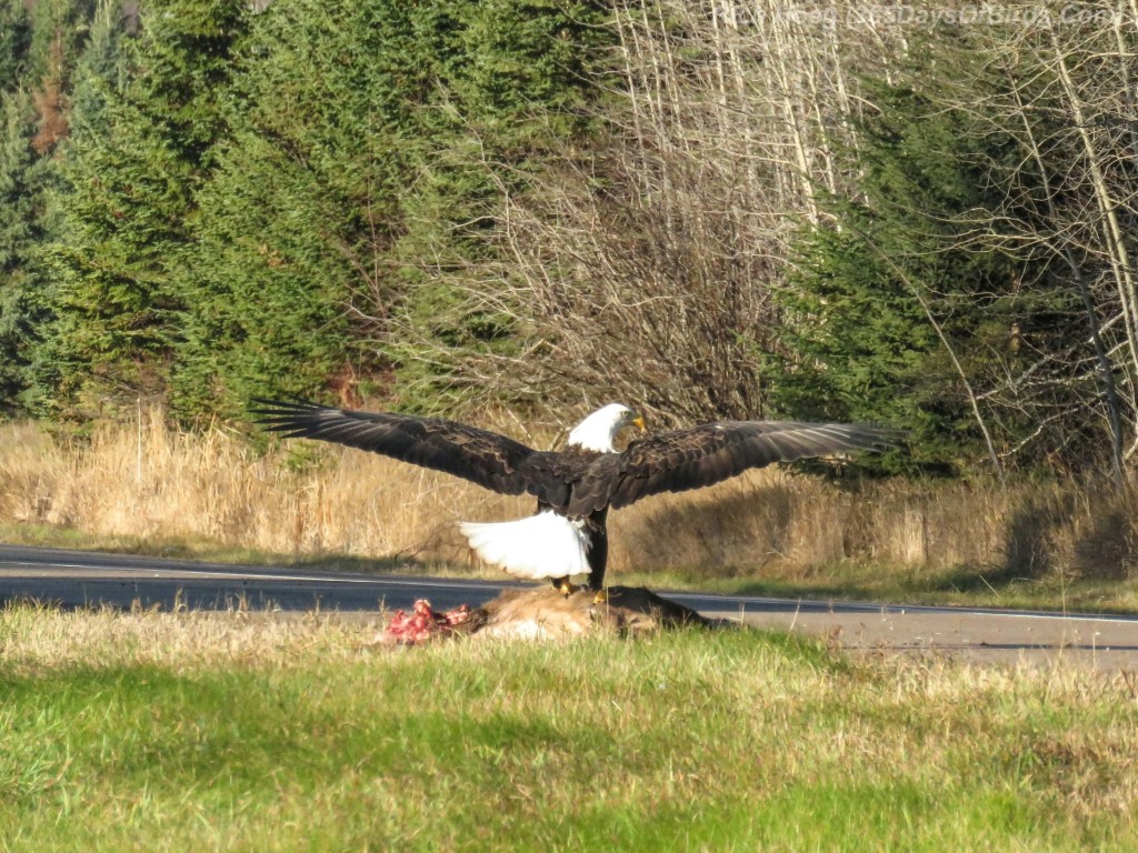 07-Bird-Roadside-Cafe-Bald-Eagle-Landing