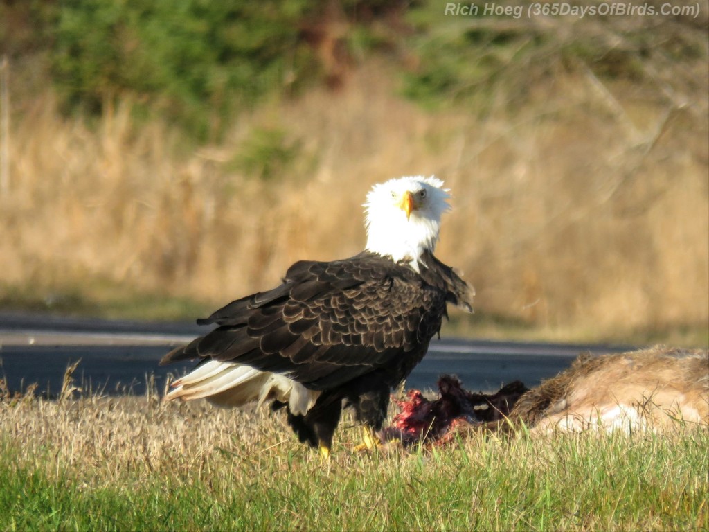 08-Bird-Roadside-Cafe-Bald-Eagle-Bad-Hair-Day