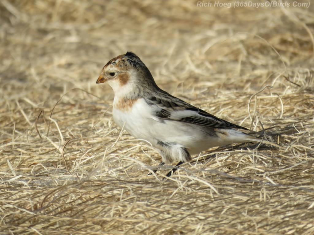 11-Bird-Cut-Face-Creek-Snow-Bunting