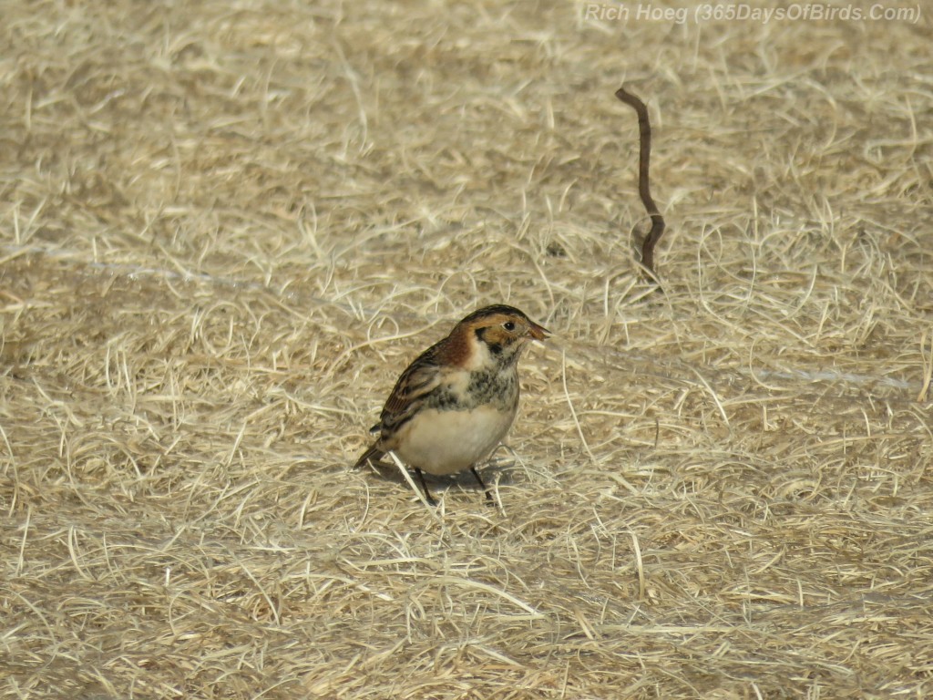 12-Bird-Cut-Face-Creek-Lapland-Longspur