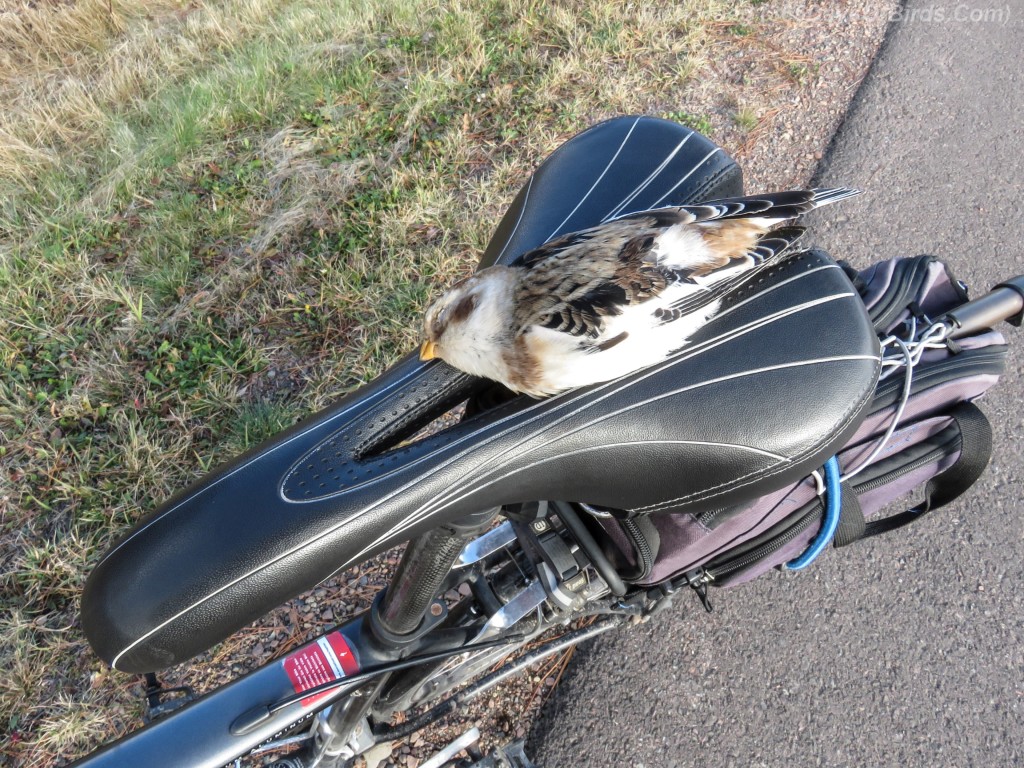 13-Bird-Dead-Snow-Bunting-2