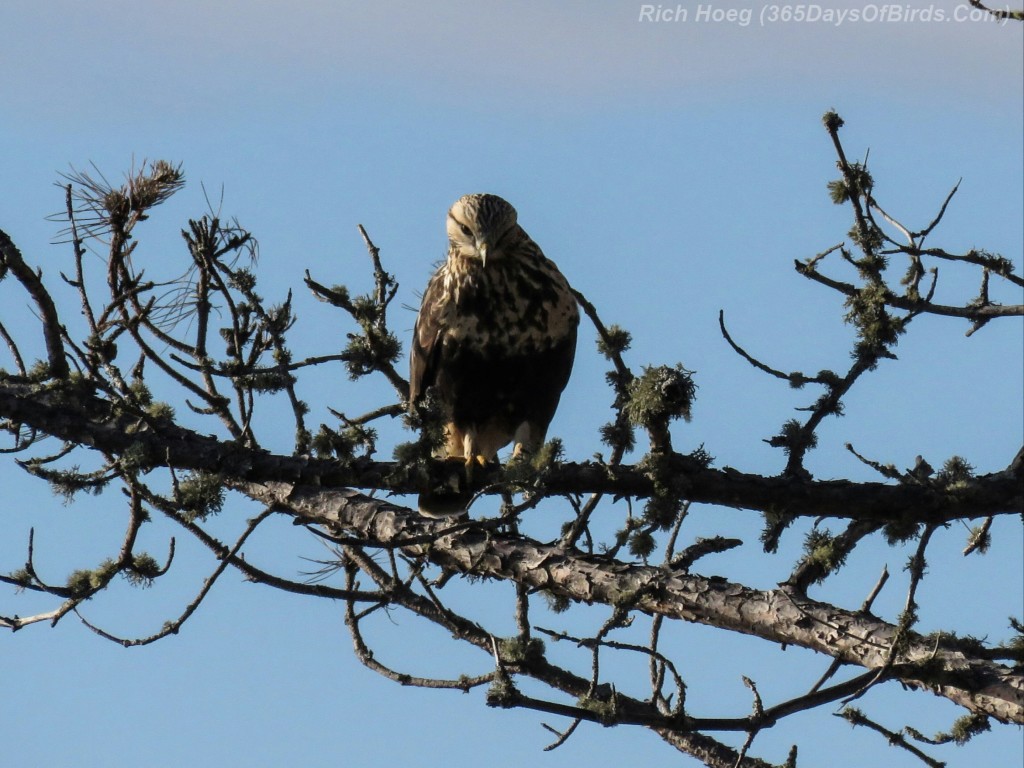 14-Bird-Rough-Legged-Hawk-1