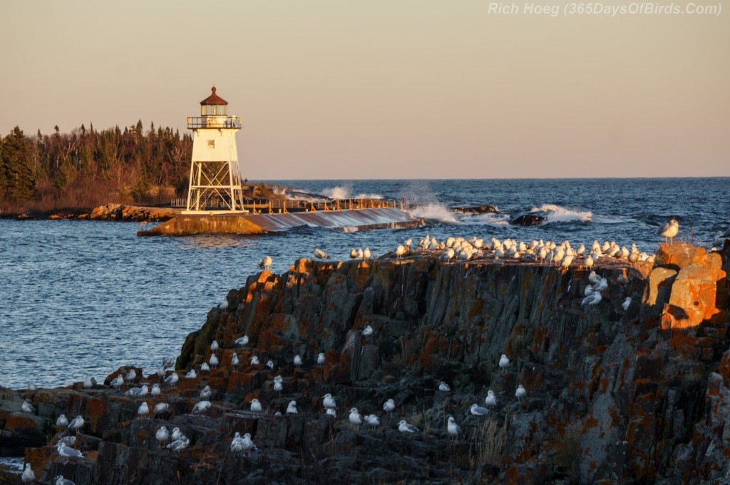 16-Bird-Seagull-Lighthouse