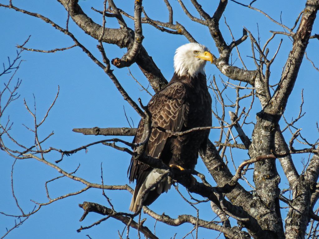 Bald-Eagle-1