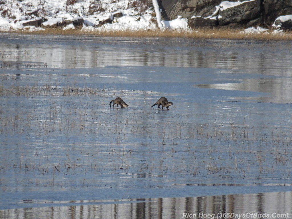 Boreal-Forest-Otters