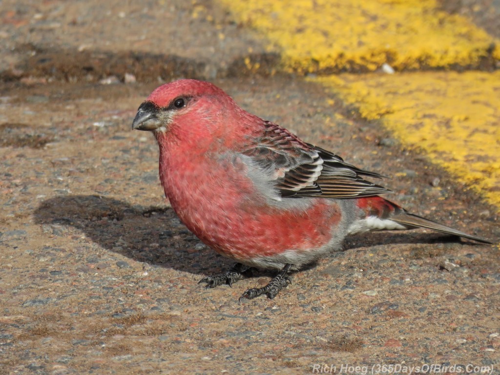 Boreal-Forest-Pine-Grosbeak-3