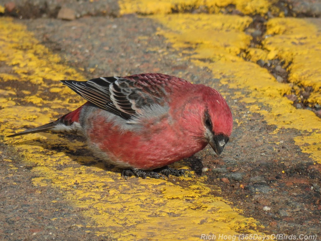 Boreal-Forest-Pine-Grosbeak-5-Gravel-A