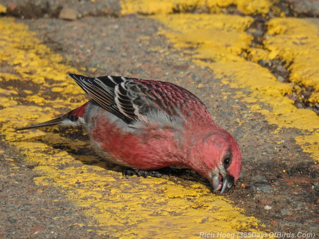 Boreal-Forest-Pine-Grosbeak-5-Gravel-B