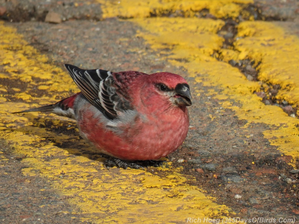 Boreal-Forest-Pine-Grosbeak-5-Gravel-C