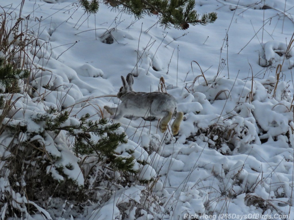 Boreal-Forest-Snowshoe-Hare-2