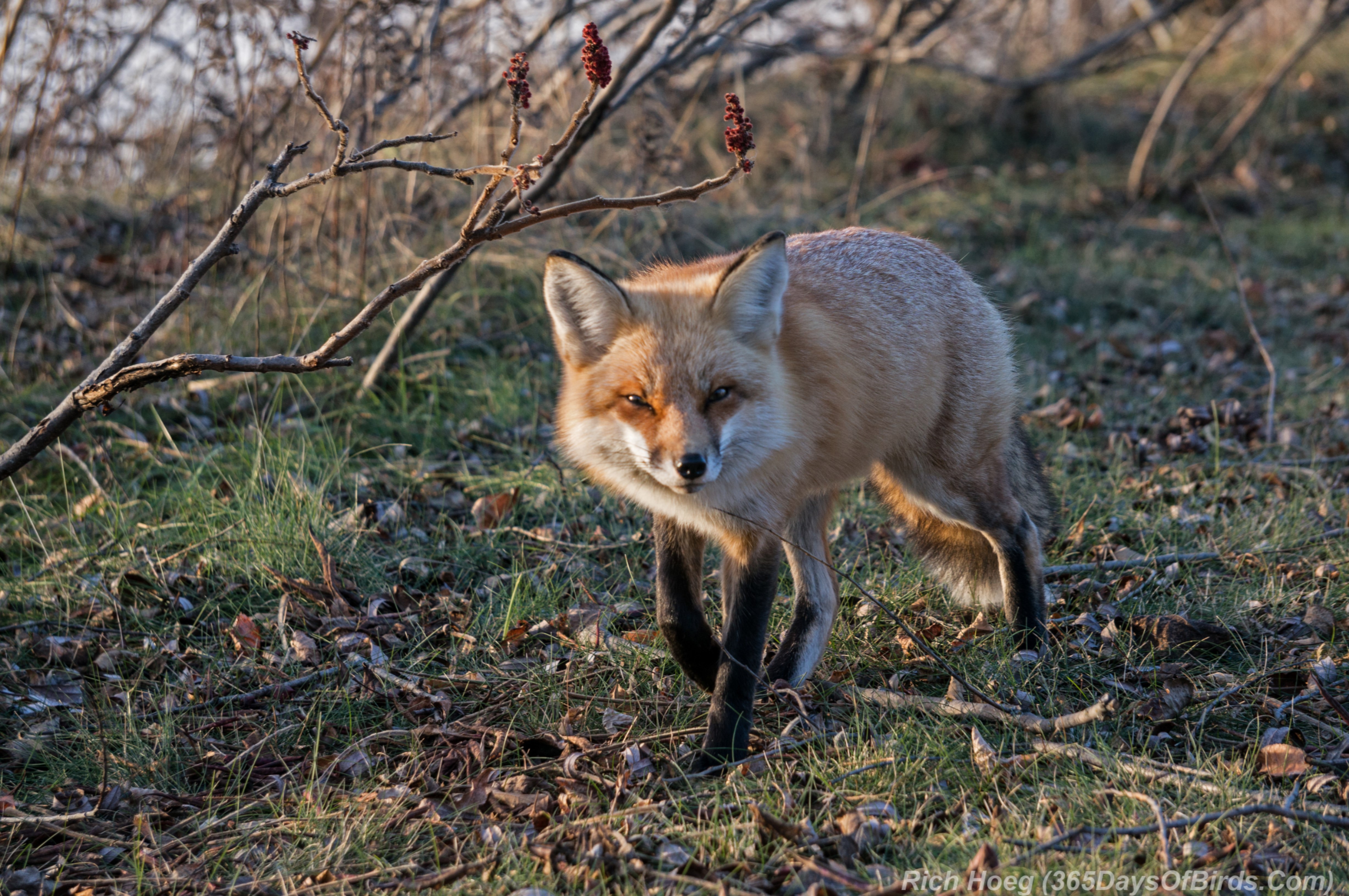 Лис Брювери. Вольпоне или Лис. Fox and Bird. Fox 365