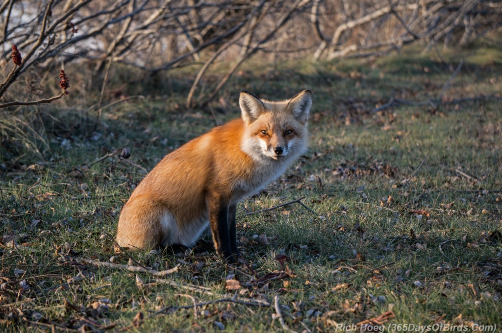 Red-Fox-Park-Point-2