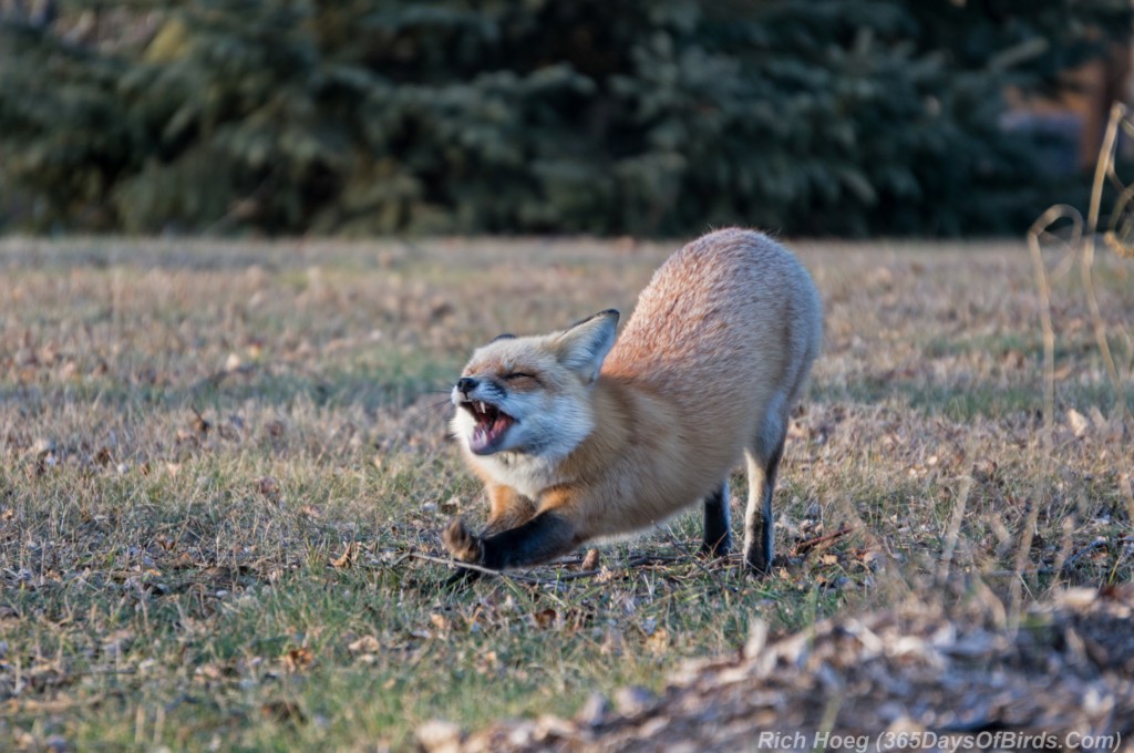 Red-Fox-Park-Point-4