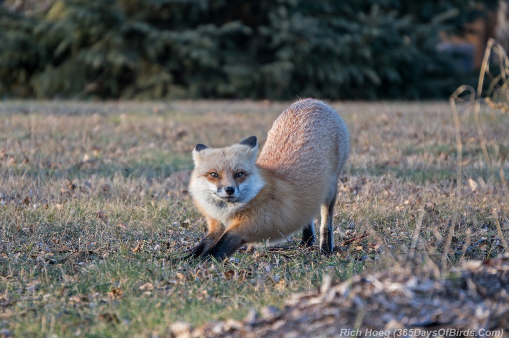 Red-Fox-Park-Point-5