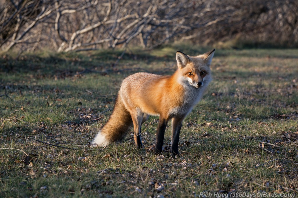 Red-Fox-Park-Point-6