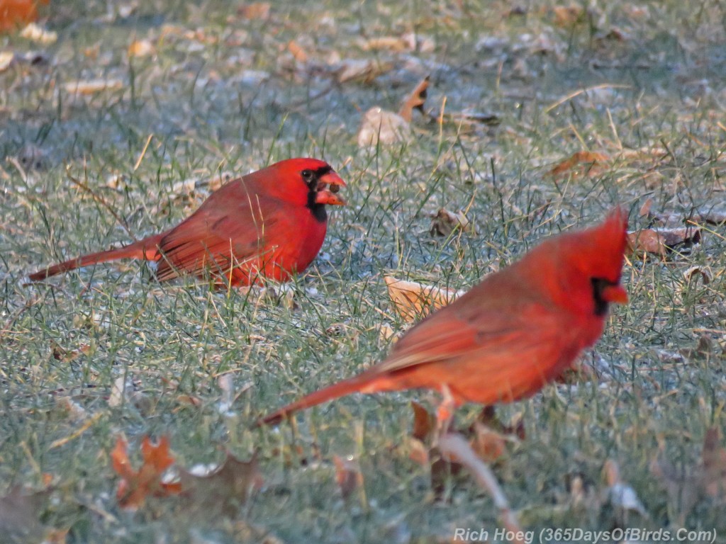 Y2-M11-Cardinal-Flock-1