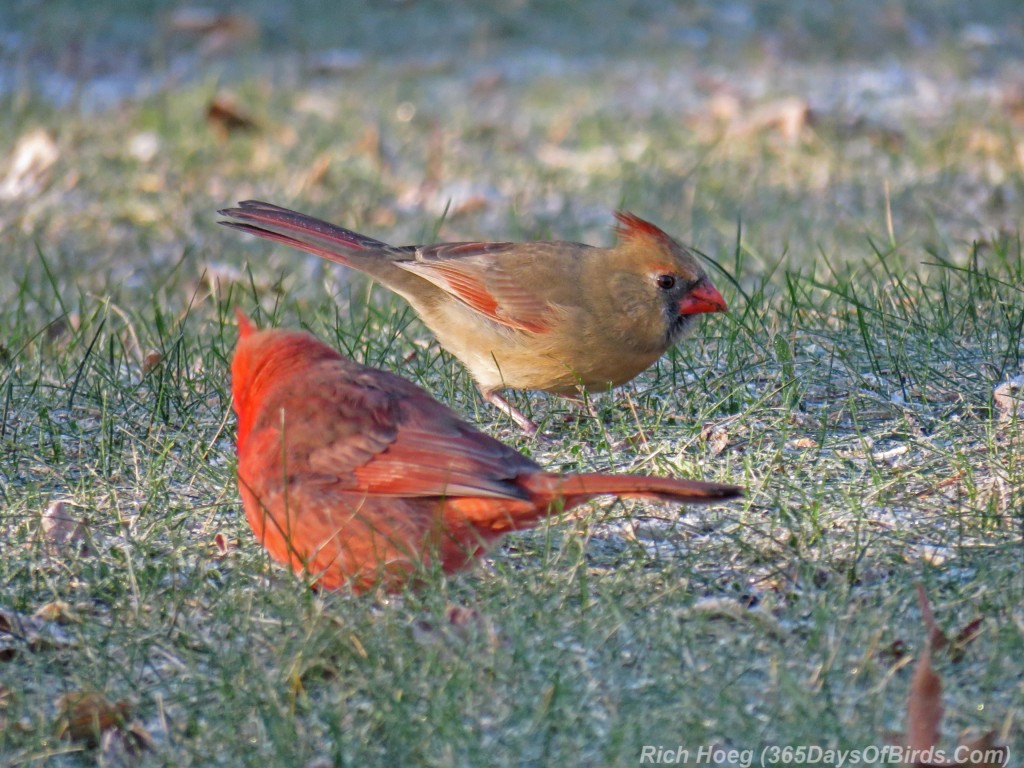 Y2-M11-Cardinal-Flock-2