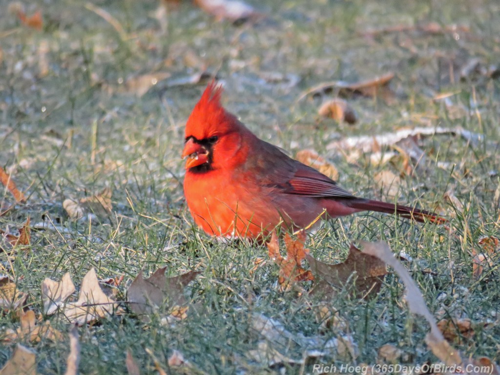 Y2-M11-Cardinal-Flock-3